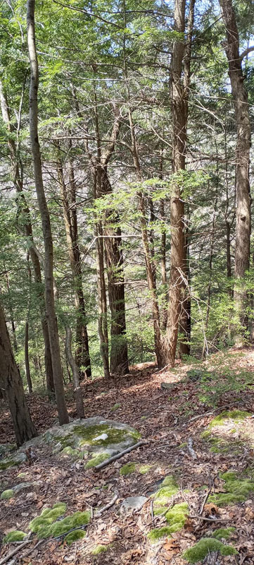 Gallery spring hike 2022 07