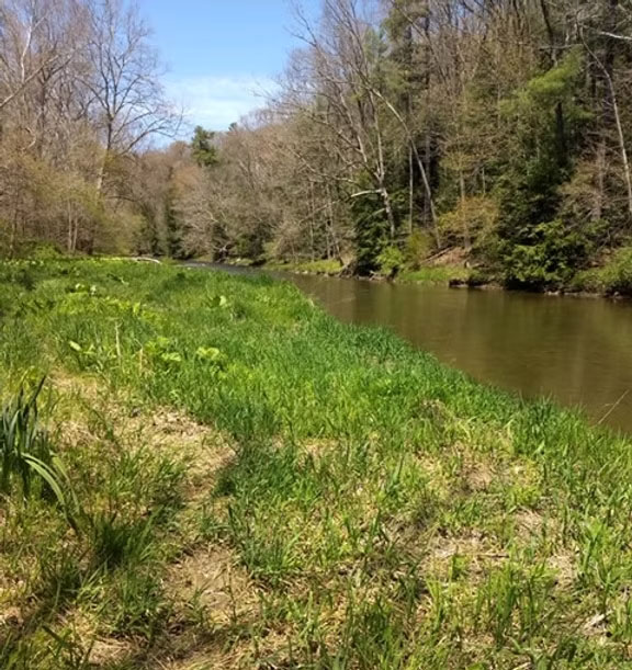 Parks hellbender bluff